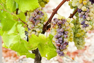Sauternes Weine gehören zu den beliebtesten süßen Weißweinen herausragender Qualität.